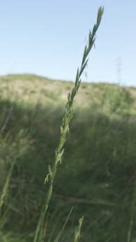 Elymus repens 3