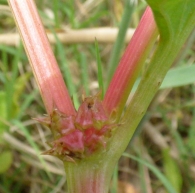 Emex spinosa (L.) Campd., Rumex spinosus L. 5