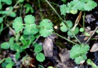 Endressia castellana 2