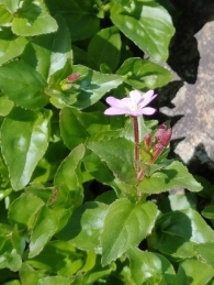 Epilobium alsinifolium