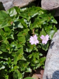 Epilobium alsinifolium 2