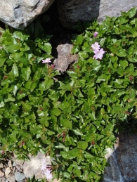 Epilobium alsinifolium 3