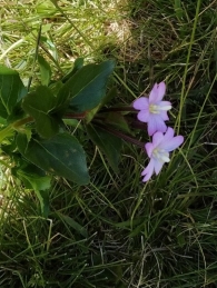 Epilobium alsinifolium 4