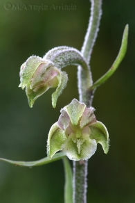 Epipactis mycrophylla
