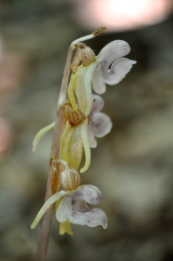 Epipogium aphyllum Swartz