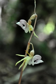 Epipogium aphyllum Swartz