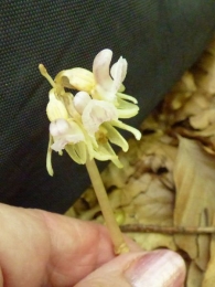 Epipogium aphyllum (Sw. 1814), Orqu�dea fantasma. 2