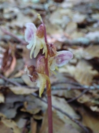 Epipogium aphyllum (Sw. 1814), Orquídea fantasma. 4