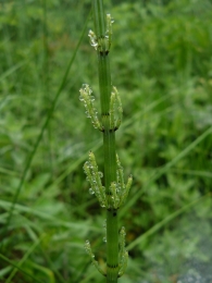 Equisetum fluviatile 2