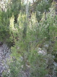 Erica arborea L., Brezo blanco, I�arra 2
