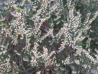 Erica arborea L., Brezo blanco, I�arra 4