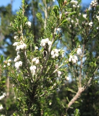 Erica arborea L., Brezo blanco, I�arra 7