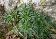 Erinus alpinus L, Erino, Siempreniña. 5