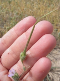 Erodium ciconium 4