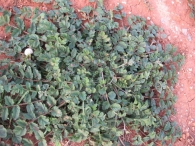 Erodium moschatum (L.) L�H�r., Alfilerillos, Geranio almizclado,  Baraxka