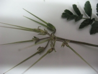 Erodium moschatum (L.) L�H�r., Alfilerillos, Geranio almizclado, Baraxka