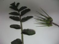 Erodium moschatum (L.) L�H�r., Alfilerillos, Geranio almizclado, Baraxka 4