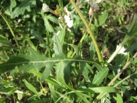 Eruca vesicaria (L.) Cav., Eruca sativa Miller., Oruga 10