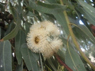 Eucalyptus camaldulensis Dehnh., Eucalipto macho, E. colorado 5