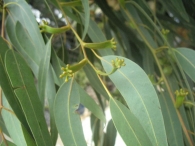 Eucalyptus camaldulensis Dehnh., Eucalipto macho, E. colorado 4