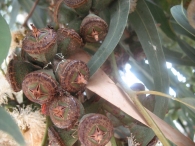 Eucalyptus camaldulensis Dehnh., Eucalipto macho, E. colorado 7