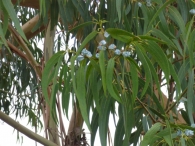 Eucalyptus globulus (Labill. 1800)​, Eucalyptus gigantea Desf., Eucalipto azul. 2