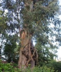 Eucalyptus globulus (Labill. 1800)​, Eucalyptus gigantea Desf., Eucalipto azul. 4