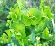Euphorbia amygdaloides L., Lechetrezna de bosque . 2