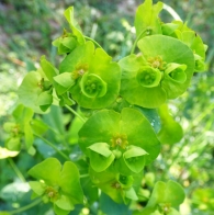 Euphorbia amygdaloides L., Lechetrezna de bosque .