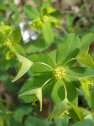 Euphorbia angulata 4