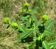 Euphorbia brittingeri Opiz ex Samp., Euphorbia verrucosa Lam. 7
