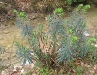 Euphorbia characias L., Lechetrezna macho, Tártago mayor 5