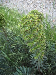 Euphorbia characias L., Lechetrezna macho, Tártago mayor 3