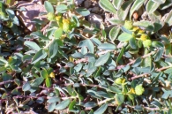 Euphorbia flavicoma DC., Bambollera. 3