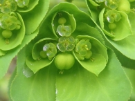 Euphorbia helioscopia 2