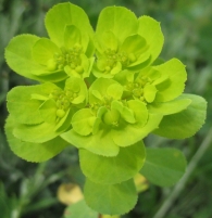 Euphorbia helioscopia L. Lechocino, Lechetrezna, Esne-belarra. 9