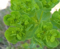 Euphorbia helioscopia L. Lechocino, Lechetrezna, Esne-belarra. 10