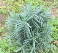 Euphorbia lathyris L. Tártago.