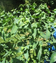 Euphorbia lathyris L., Tártago.
