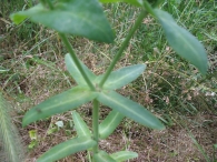 Euphorbia lathyris L., T�rtago, Planta topo 9