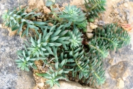 Euphorbia minuta Loscos & Pardo subsp. minuta. Tallos estériles.