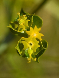 Euphorbia nevadensis bolosii 3