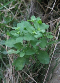 Euphorbia peplus 4