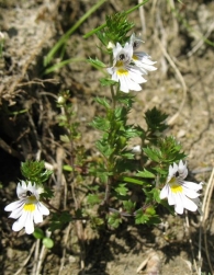 Euphrasia alpina Lam., Eufrasia