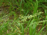 Festuca arundinaceae