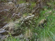 Festuca ovina subsp. hirtula 2