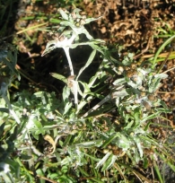 Filaginella uliginosa (L.) Opiz, Gnaphalium uliginosum L., Gnaphalium de pantano. 3