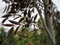 Fraxinus angustifolia subsp oxycarpa 'Raywood', Fresno rojo. 3