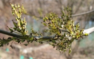 Fraxinus angustifolia Vahl., Fresno de hoja estrecha. 5