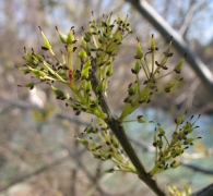 Fraxinus angustifolia Vahl., Fresno de hoja estrecha. 2